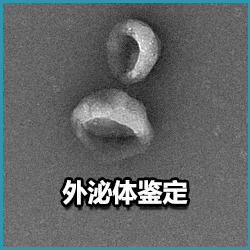 外泌体电镜