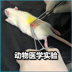 动物医学实验