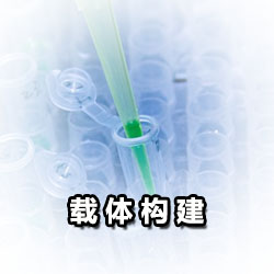 载体构建